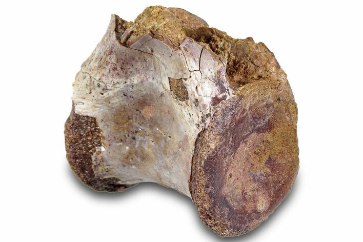Triassic Fossil Phytosaur Caudal Vertebra - Texas #315724